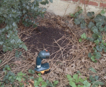 Bat Droppings below Exterior Shutter