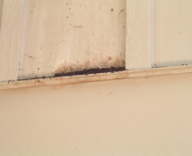 Bat Droppings on Ledge below Exterior shutter