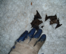 Bat in Attic Insulation