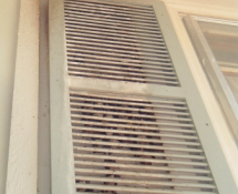 Bats behind exterior shutter