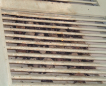 Bats behind Shutter