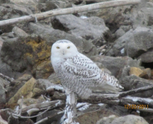 Snow Owl