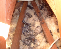 Raccoon Droppings in an Attic