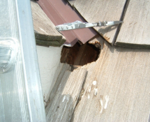 Squirrel Entry Point-Chewing