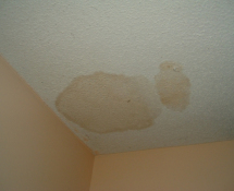 Ceiling Damage due to Raccoon Urine