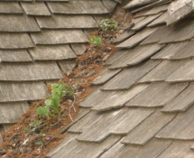 Exterior Raccoon Latrine Site