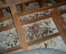 Raccoon Attic Damage - Insulation & Droppings