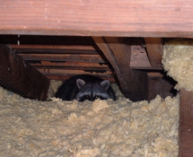 Raccoon in attic