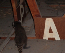 Raccoon walking around in Attic