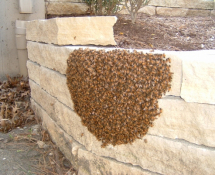 Honey Bee Nest