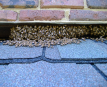 Honeybee nest entry