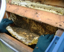 Honeybee Nest Removal after opening area of roof