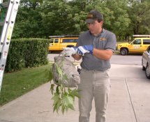 Hornet Nest after Removal