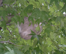 Hornet Nest in Tree