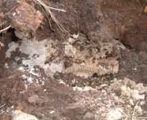 Yellow Jacket nest in the ground