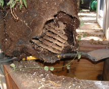 Yellow Jacket Nest