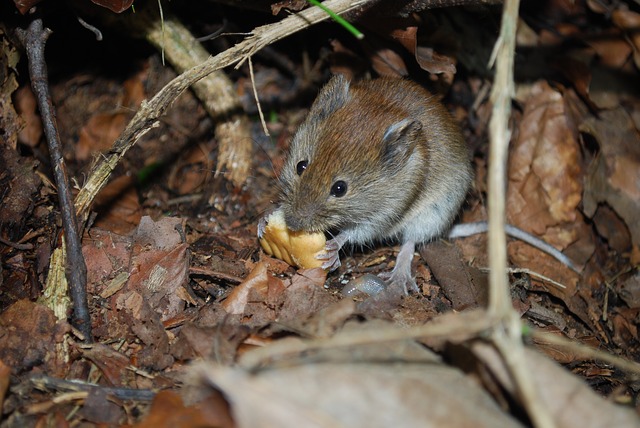 Get rid of St Joseph mice