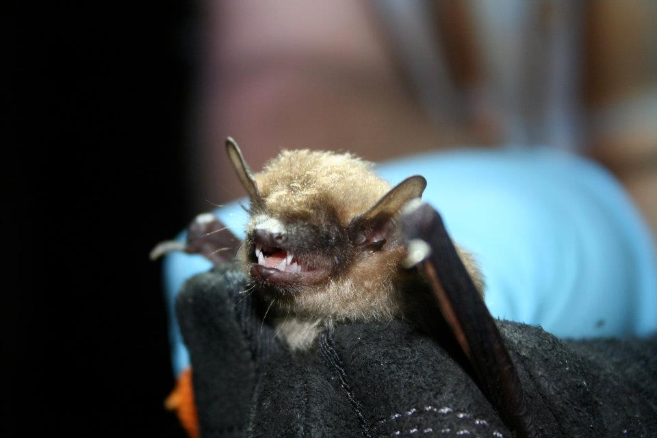 Bat problems in St Joe