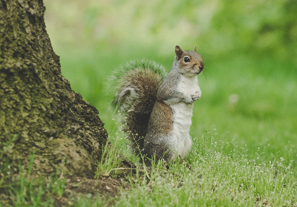 Squirrel problems in St Joseph